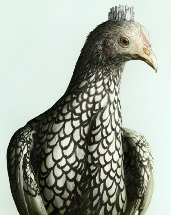 Peter Lippmann：羽毛上的奢華-珠寶首飾展示圖【行業經典】