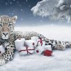 卡地亞Cartier帶你游歷風雪國度-珠寶首飾展示圖【行業經典】