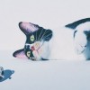 誰說只有女人愛珠寶,其實還有貓…-精美珠寶【秘密:適合高貴女人的珠寶】