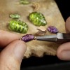 寶格麗(Bvlgari):四季禮贊-精美珠寶【秘密:適合高貴女人的珠寶】