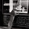 Cartier：與豹同行-精美珠寶【秘密：適合高貴女人的珠寶】
