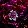 Sortilege de Cartier高級珠寶系列-精美珠寶【秘密:適合高貴女人的珠寶】