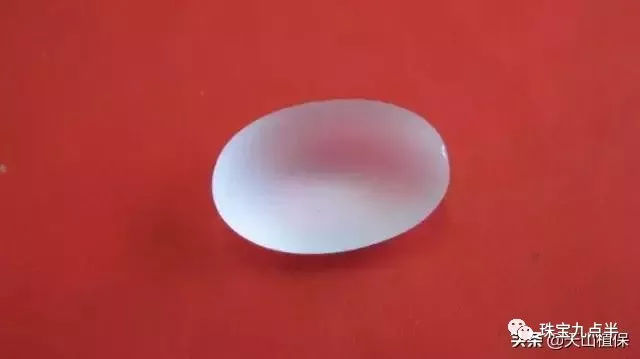 金絲玉的光澤與透明度【金絲玉的秘密】