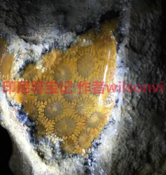 【印尼珊瑚玉圖片】珊瑚玉什么顏色最珍貴？