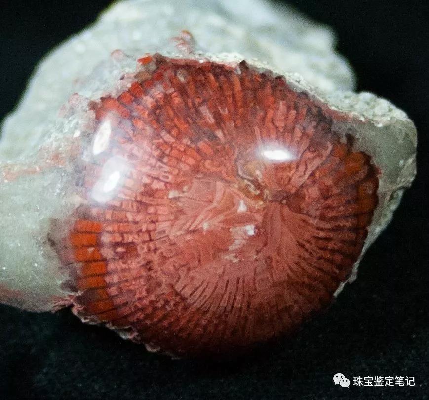 【印尼珊瑚玉圖片】珊瑚玉什么顏色最珍貴？