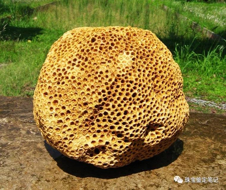 【印尼珊瑚玉圖片】珊瑚玉什么顏色最珍貴？