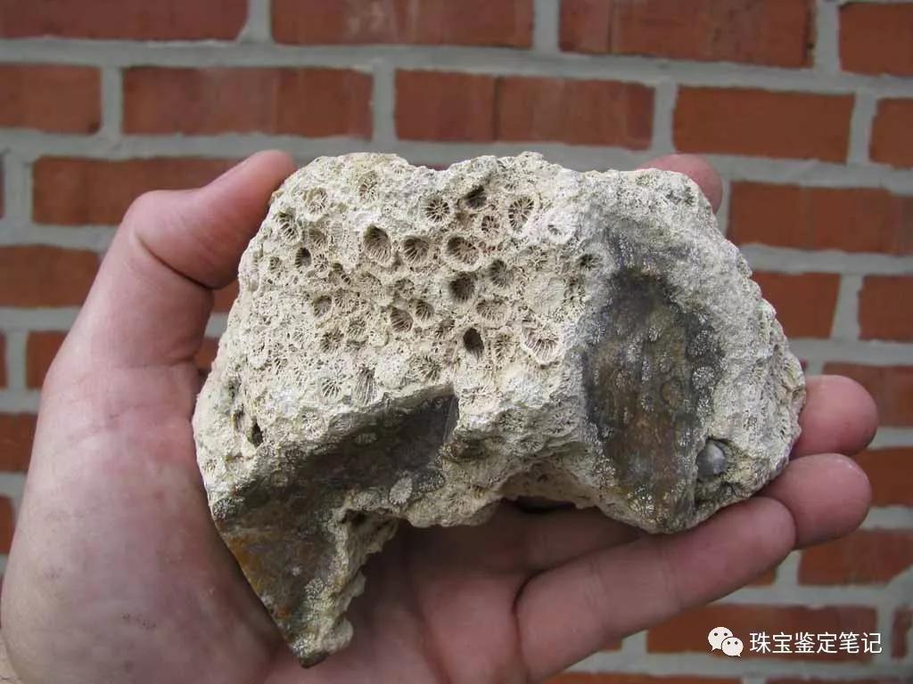 【印尼珊瑚玉圖片】珊瑚玉什么顏色最珍貴？