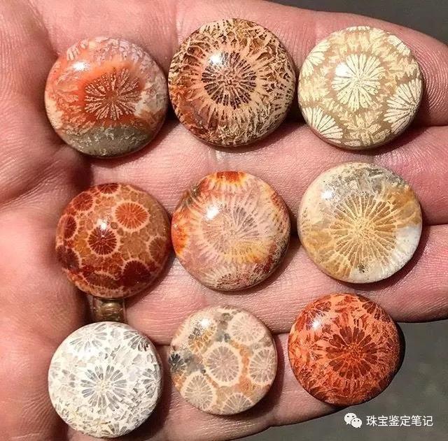 【印尼珊瑚玉圖片】珊瑚玉什么顏色最珍貴？