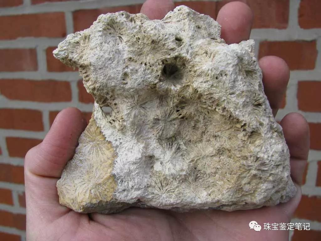 【印尼珊瑚玉圖片】珊瑚玉什么顏色最珍貴？
