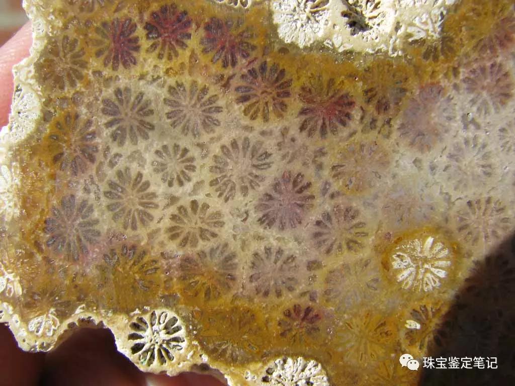【印尼珊瑚玉圖片】珊瑚玉什么顏色最珍貴？