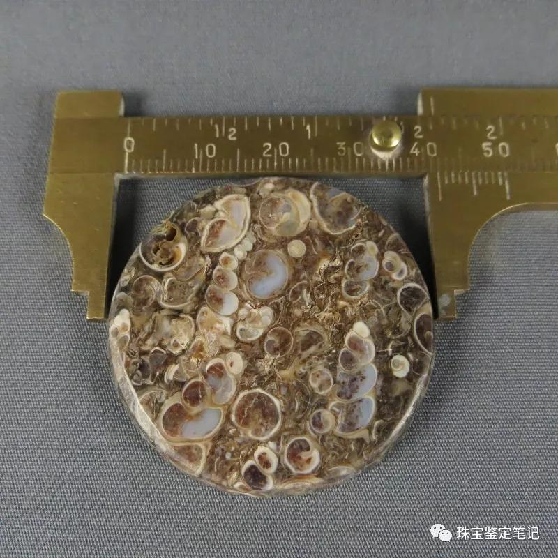 法螺天珠的騙局,塔螺瑪瑙（Turritella Agate）鑒定【塔螺瑪瑙】