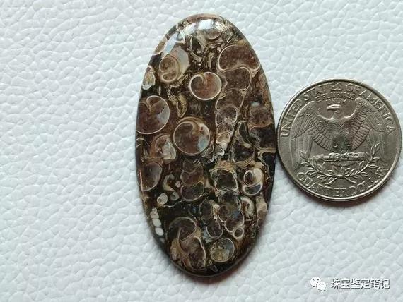 法螺天珠的騙局,塔螺瑪瑙（Turritella Agate）鑒定【塔螺瑪瑙】