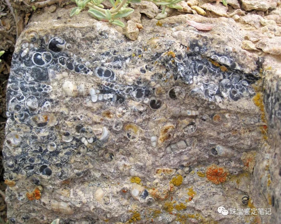 法螺天珠的騙局,塔螺瑪瑙（Turritella Agate）鑒定【塔螺瑪瑙】