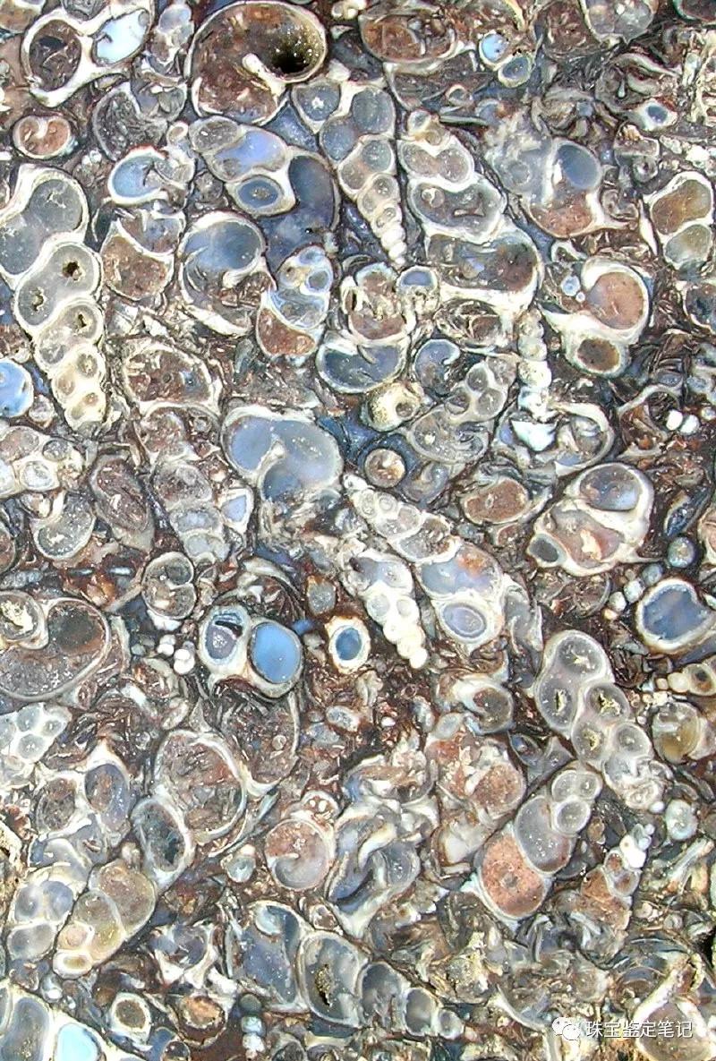 法螺天珠的騙局,塔螺瑪瑙（Turritella Agate）鑒定【塔螺瑪瑙】