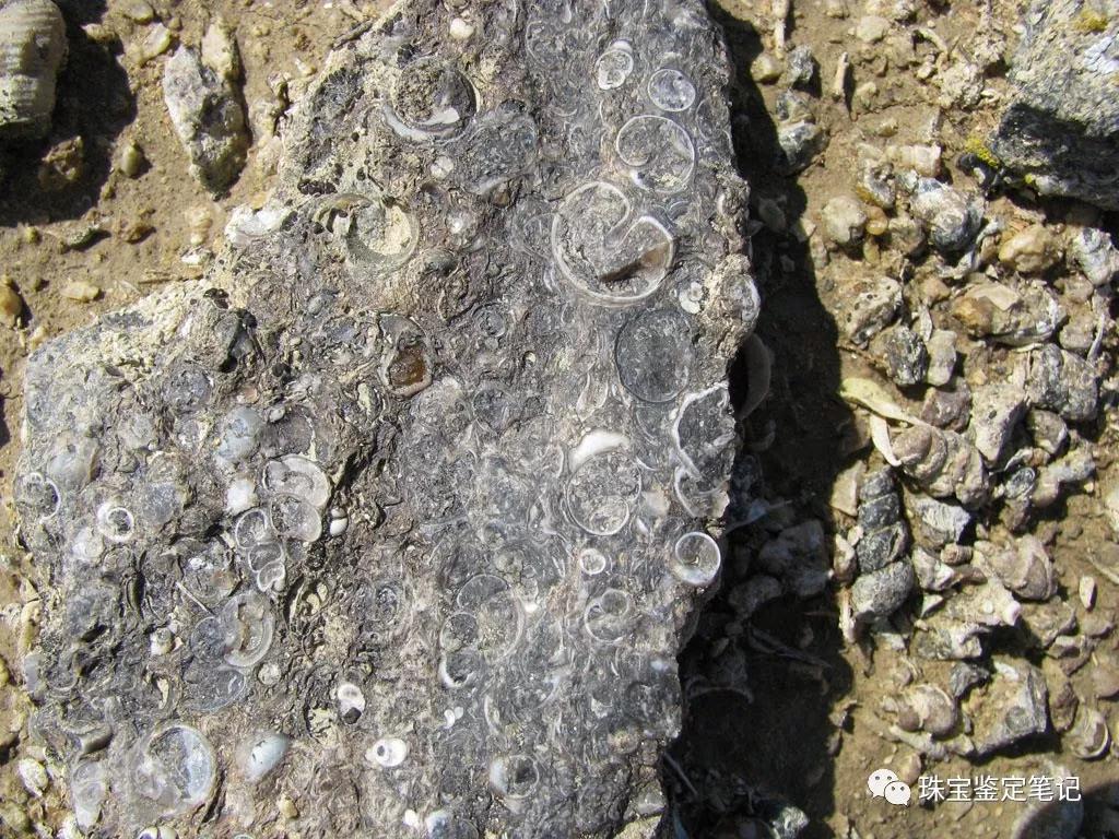 法螺天珠的騙局,塔螺瑪瑙（Turritella Agate）鑒定【塔螺瑪瑙】
