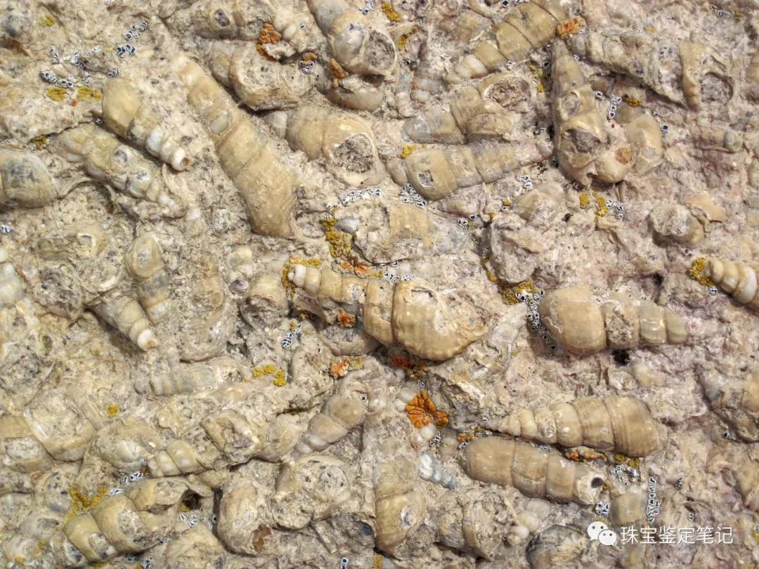 法螺天珠的騙局,塔螺瑪瑙（Turritella Agate）鑒定【塔螺瑪瑙】