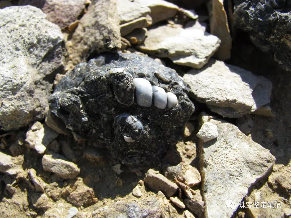 法螺天珠的騙局,塔螺瑪瑙（Turritella Agate）鑒定【塔螺瑪瑙】