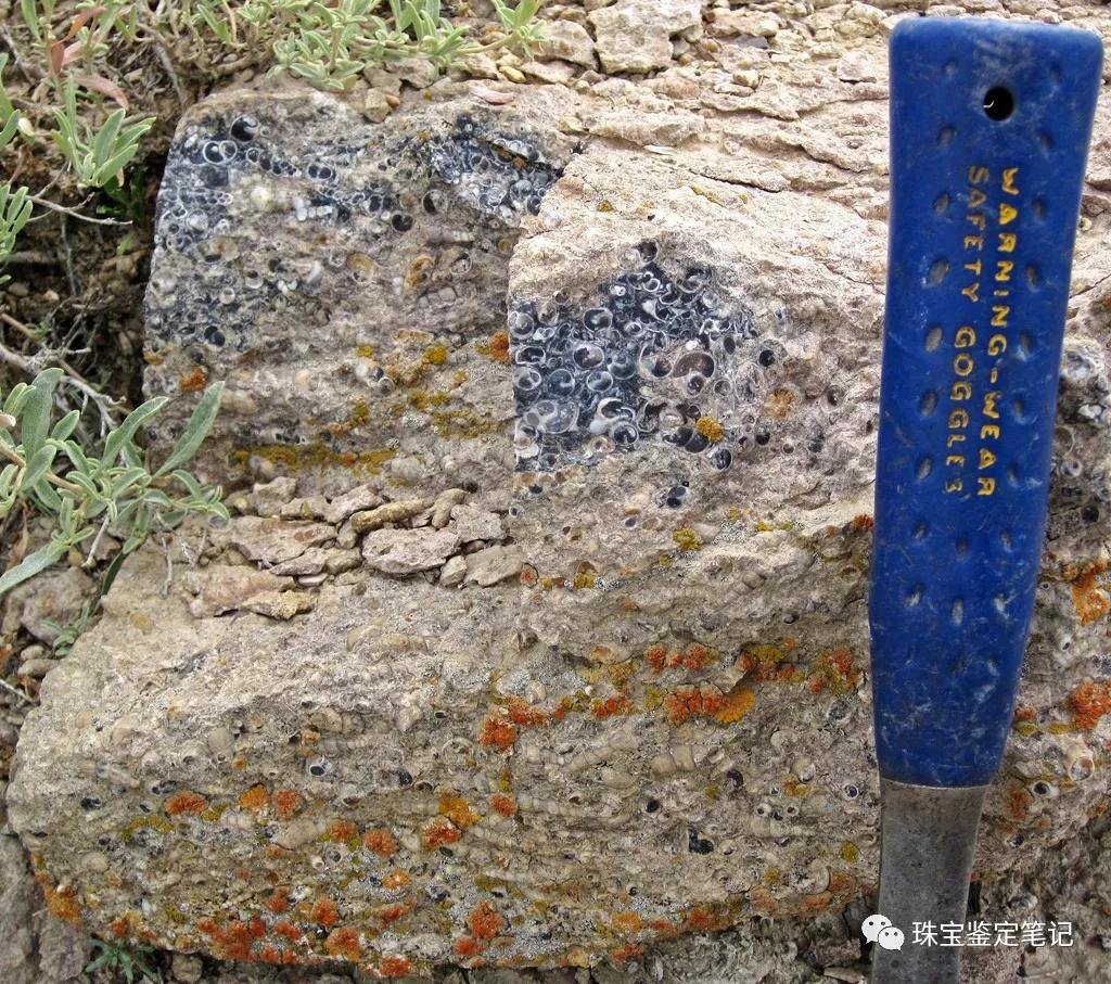 法螺天珠的騙局,塔螺瑪瑙（Turritella Agate）鑒定【塔螺瑪瑙】