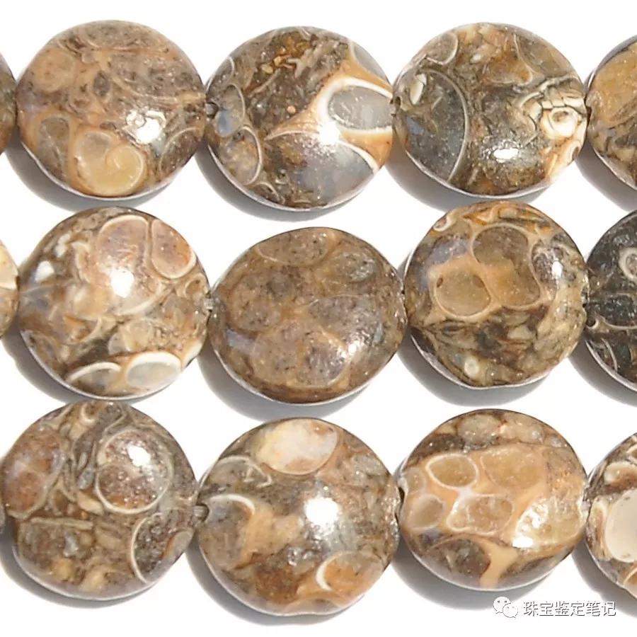 法螺天珠的騙局,塔螺瑪瑙（Turritella Agate）鑒定【塔螺瑪瑙】