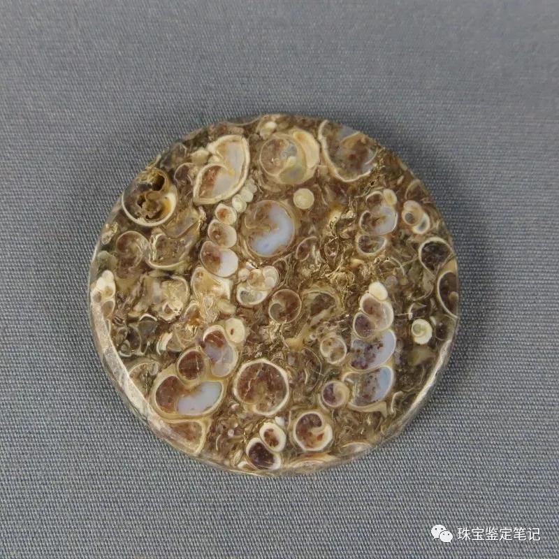 法螺天珠的騙局,塔螺瑪瑙（Turritella Agate）鑒定【塔螺瑪瑙】