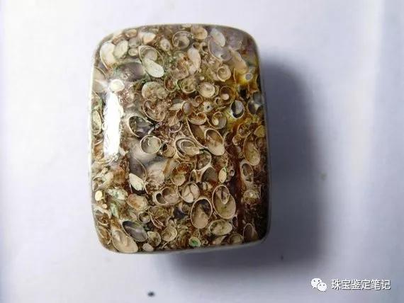 法螺天珠的騙局,塔螺瑪瑙（Turritella Agate）鑒定【塔螺瑪瑙】