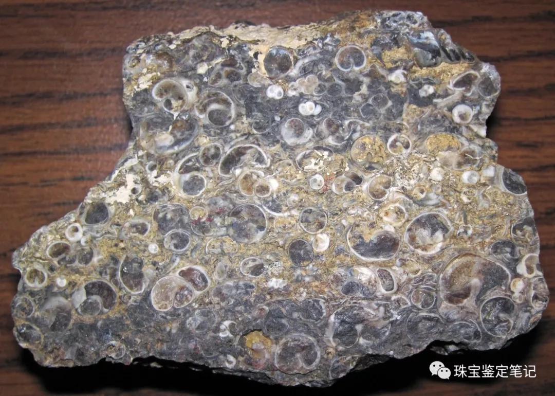 法螺天珠的騙局,塔螺瑪瑙（Turritella Agate）鑒定【塔螺瑪瑙】