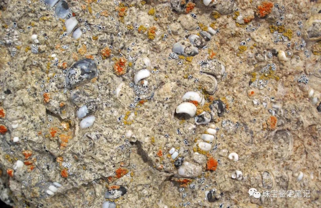 法螺天珠的騙局,塔螺瑪瑙（Turritella Agate）鑒定【塔螺瑪瑙】