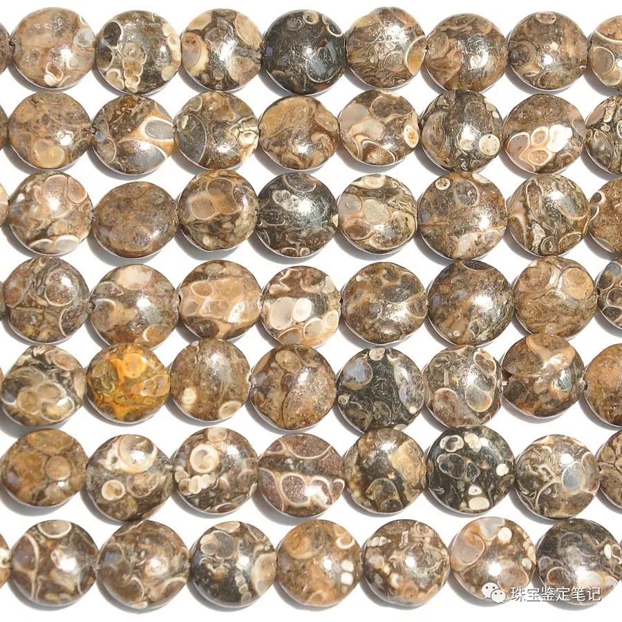法螺天珠的騙局,塔螺瑪瑙（Turritella Agate）鑒定【塔螺瑪瑙】