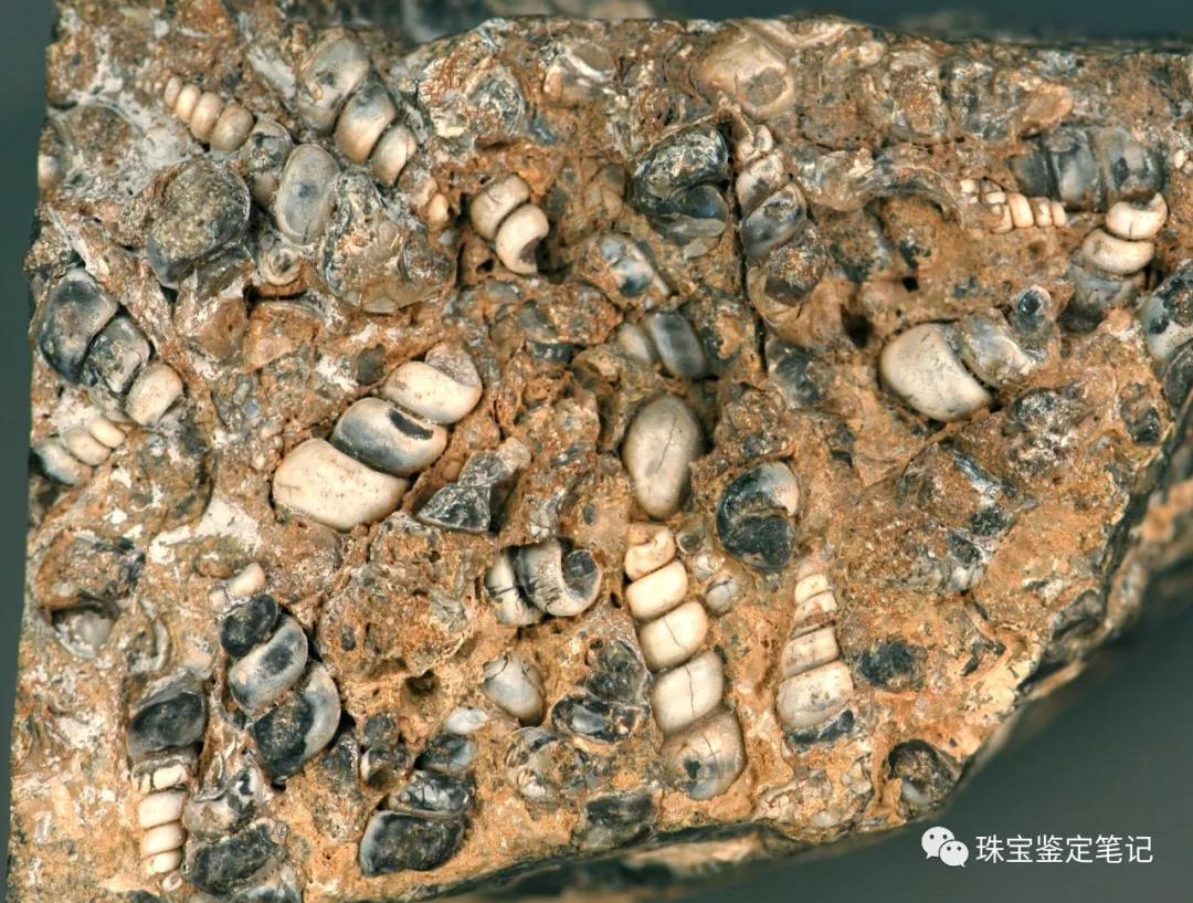 法螺天珠的騙局,塔螺瑪瑙（Turritella Agate）鑒定【塔螺瑪瑙】