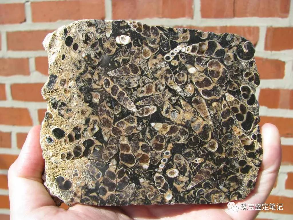 法螺天珠的騙局,塔螺瑪瑙（Turritella Agate）鑒定【塔螺瑪瑙】