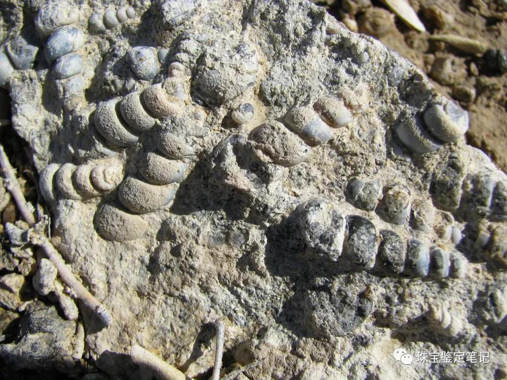 法螺天珠的騙局,塔螺瑪瑙（Turritella Agate）鑒定【塔螺瑪瑙】