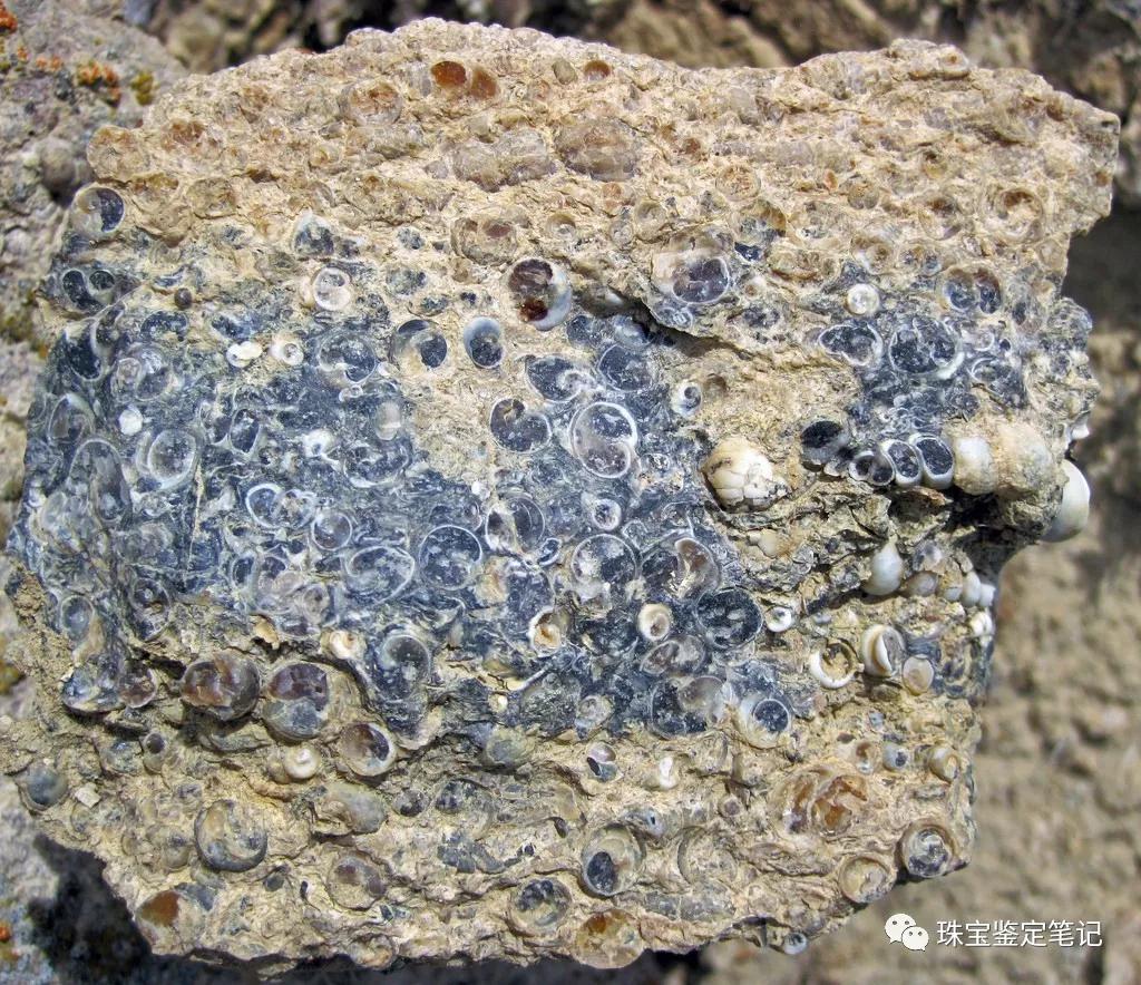 法螺天珠的騙局,塔螺瑪瑙（Turritella Agate）鑒定【塔螺瑪瑙】