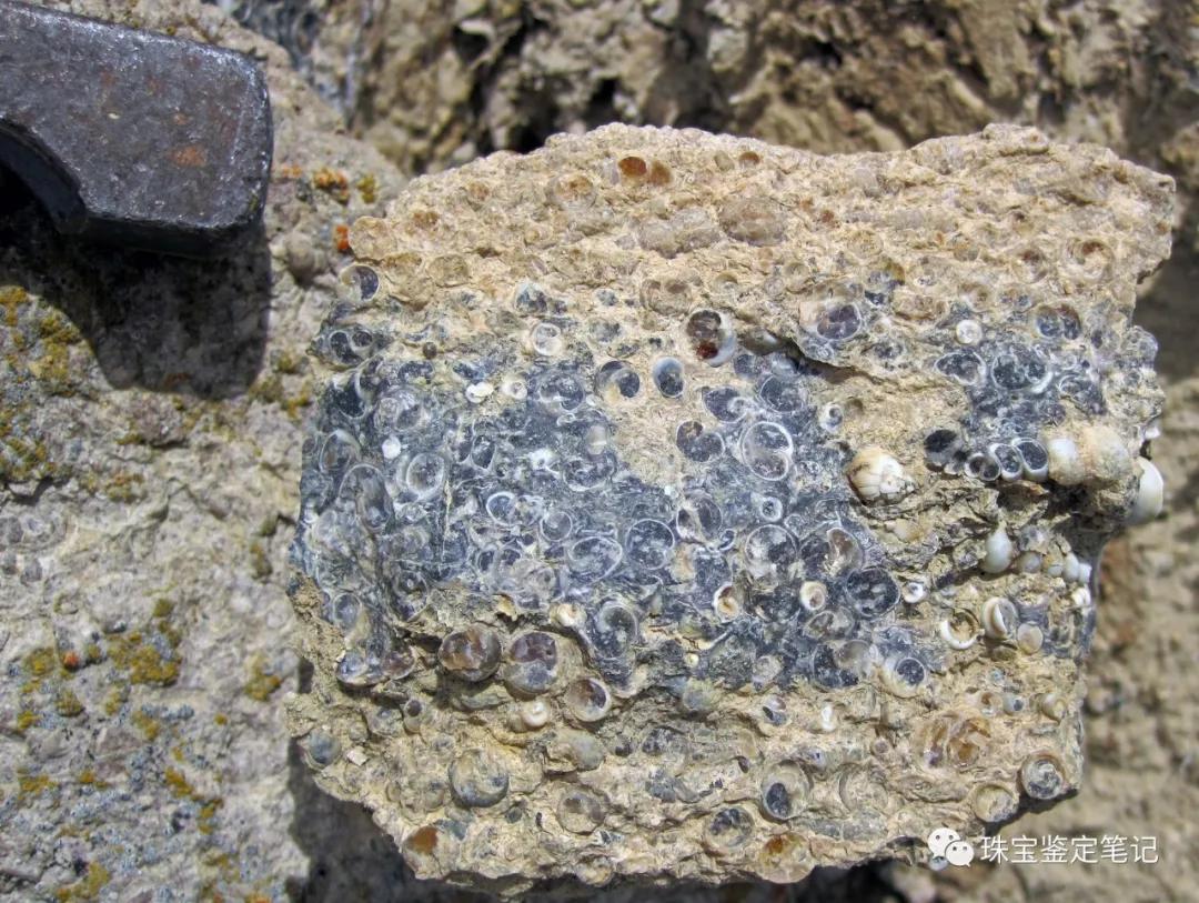 法螺天珠的騙局,塔螺瑪瑙（Turritella Agate）鑒定【塔螺瑪瑙】
