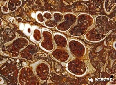 法螺天珠的騙局,塔螺瑪瑙（Turritella Agate）鑒定【塔螺瑪瑙】