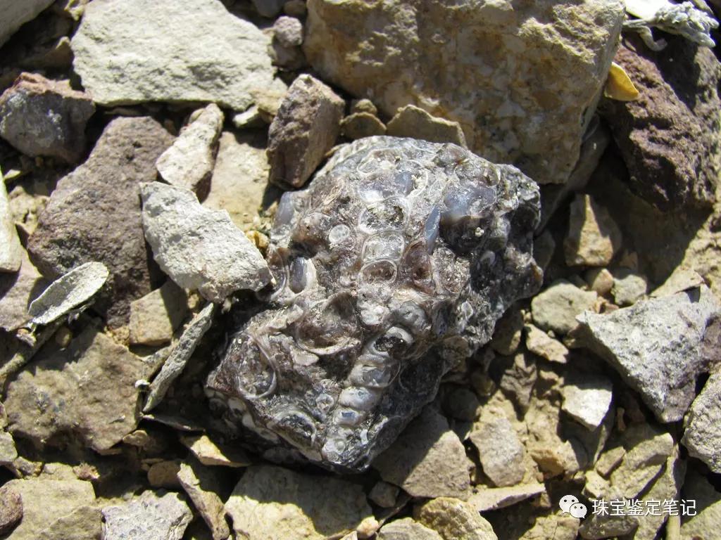 法螺天珠的騙局,塔螺瑪瑙（Turritella Agate）鑒定【塔螺瑪瑙】