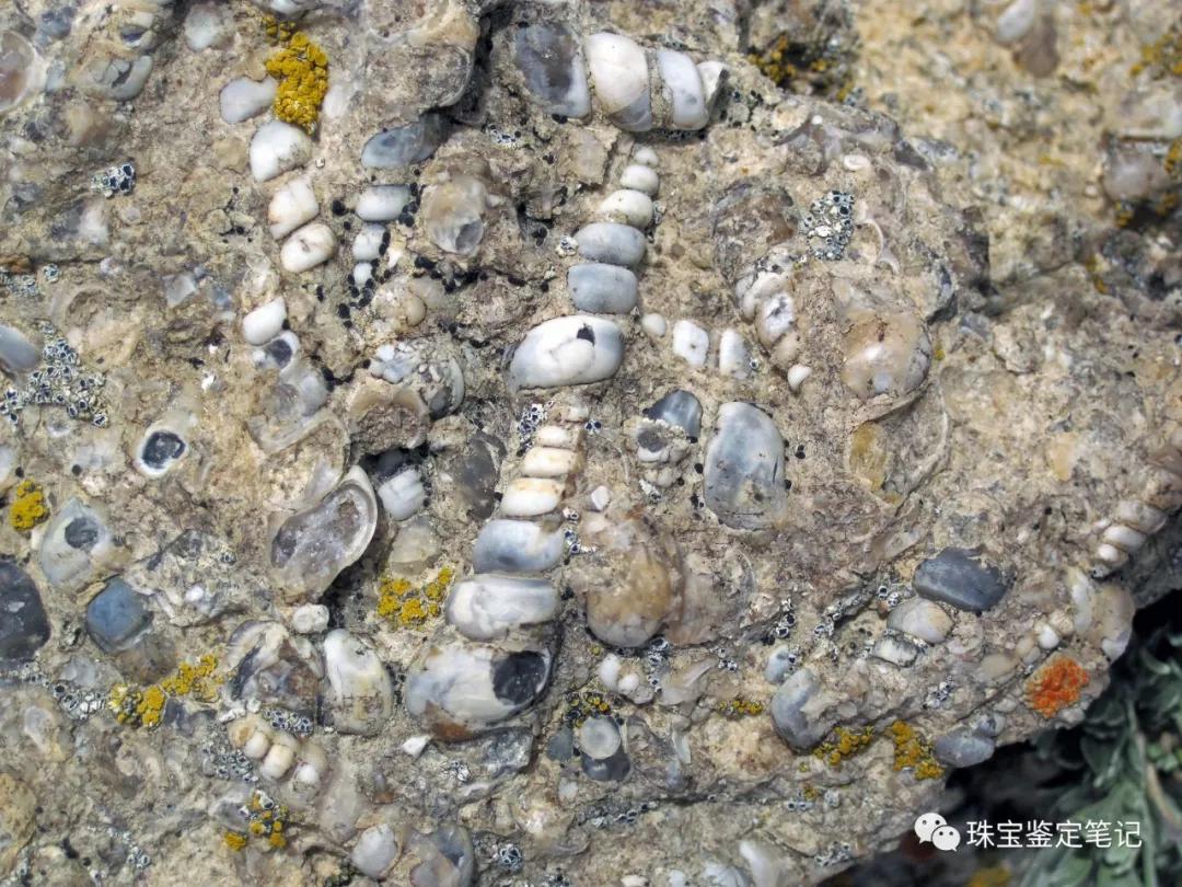 法螺天珠的騙局,塔螺瑪瑙（Turritella Agate）鑒定【塔螺瑪瑙】