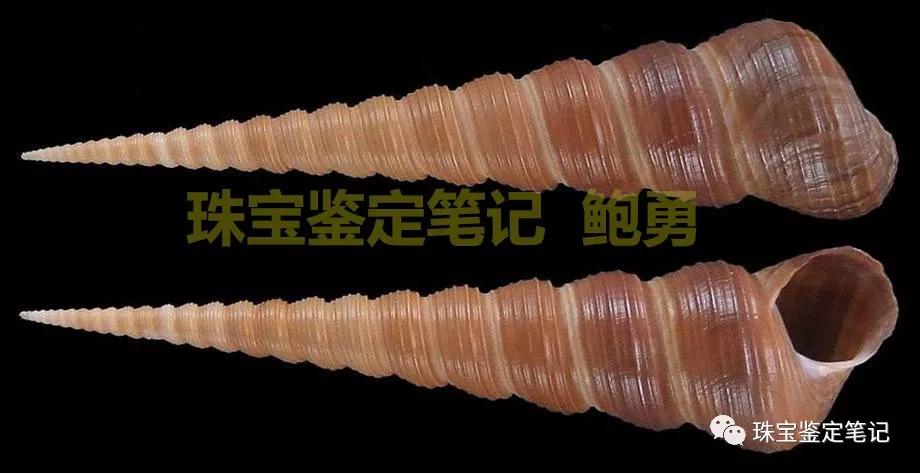 法螺天珠的騙局,塔螺瑪瑙（Turritella Agate）鑒定【塔螺瑪瑙】