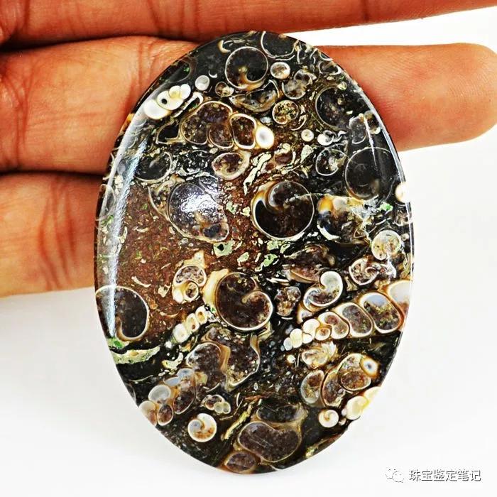 法螺天珠的騙局,塔螺瑪瑙（Turritella Agate）鑒定【塔螺瑪瑙】