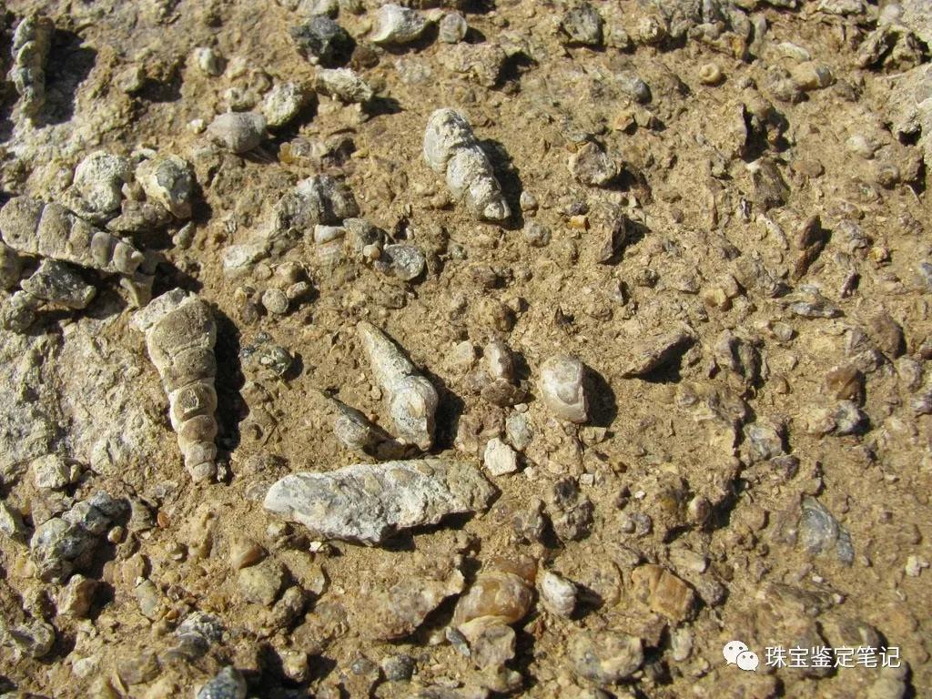 法螺天珠的騙局,塔螺瑪瑙（Turritella Agate）鑒定【塔螺瑪瑙】