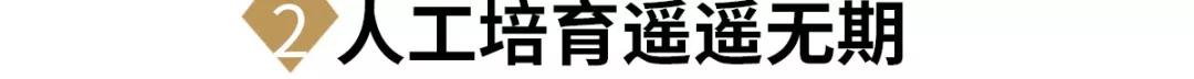 天然海螺珠是什么東西？海螺珠，又叫“孔克珠”