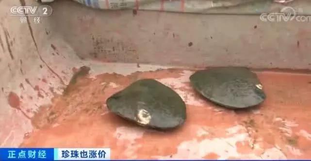 2020不買這3種珍珠就虧了！年上漲30%，現在下手還不晚！