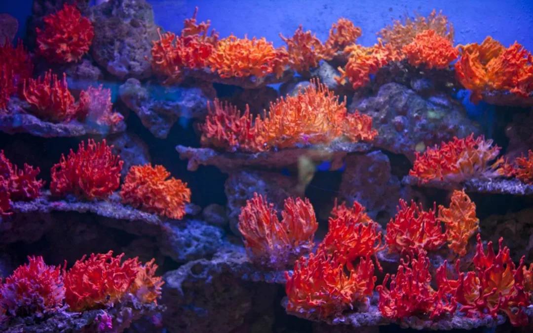 紅珊瑚的顏色分類-紅珊瑚如何保養更紅更亮？