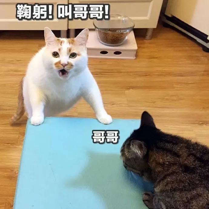 鳳九殿下，你戴的那個手鐲，真不是茶晶的...