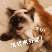 鳳九殿下，你戴的那個手鐲，真不是茶晶的...