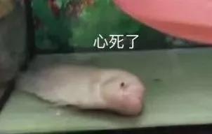 鉆石那些你不知道的事......一次性告訴你！