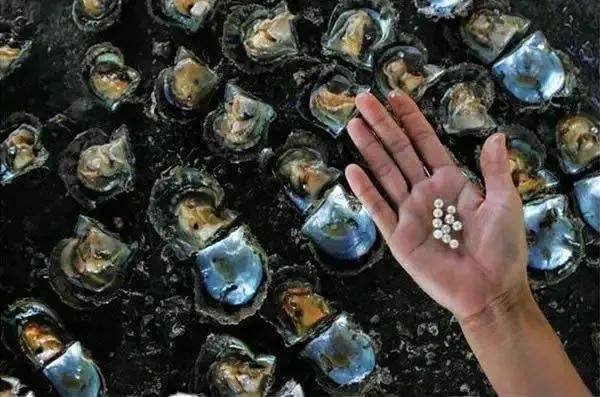 市場上99%的珍珠一碰就掉皮，還賣的死貴！這個“鍋”誰來背？其實吧.....