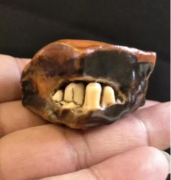 石頭是美還是丑？帶牙齒的石頭見過沒有？！馬牙石