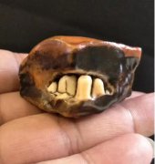 石頭是美還是丑？帶牙齒的石頭見過沒有？！馬牙石