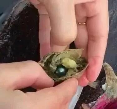 直播間開蚌的珍珠，真是奇奇怪怪！