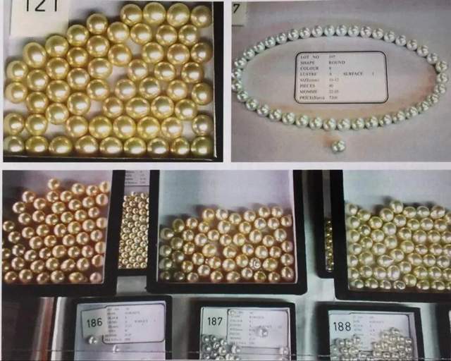 緬甸金珠：一顆21萬，一年只產2000顆？政府獨霸，只準日本人先挑？